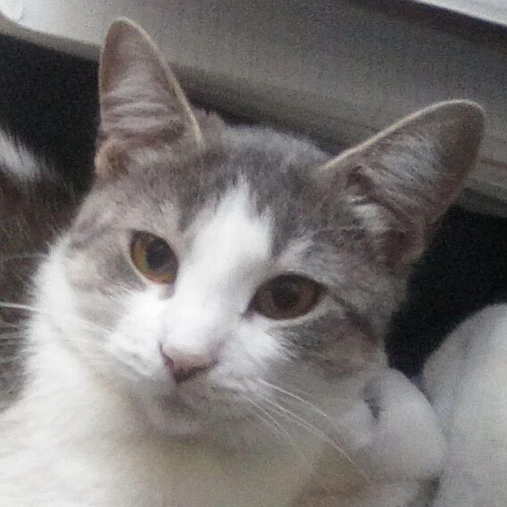 Meet your Posher, Isabella